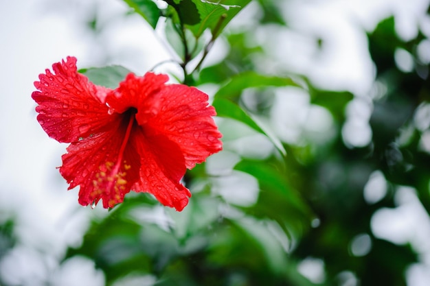 Rote Hibiskusblüte auf grünem Hintergrund im tropischen Garten