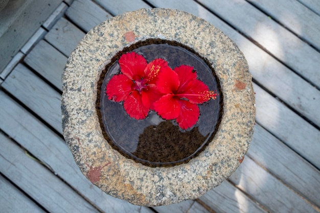 Rote Hibiskusblüte im Wasser