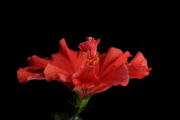 Rote Hibiskusblüte, Nahaufnahme, isoliert auf schwarz