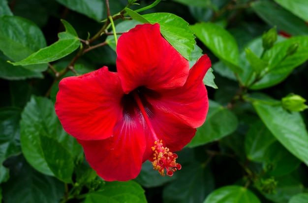 Rote Hibiskusblüte