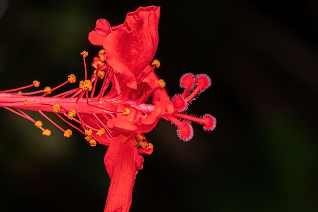 Rote Hibiskusblüten