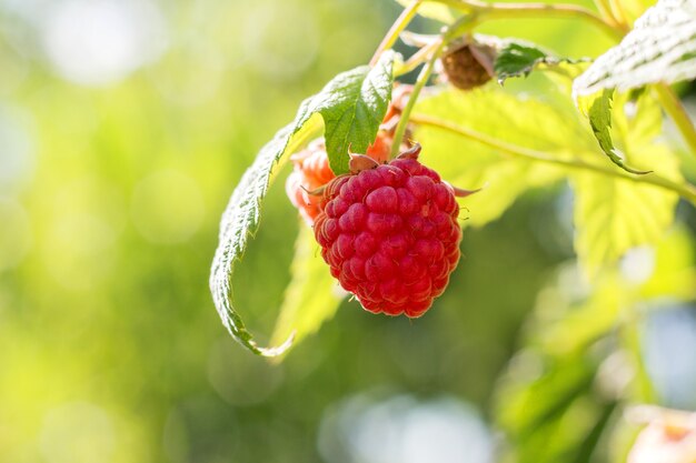 Rote Himbeerbeere auf den Büschen bei sonnigem Wetter