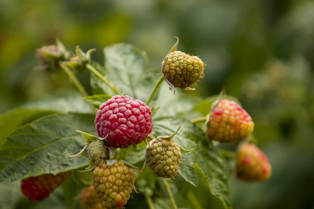 Rote Himbeerbeeren auf einem Ast Selektiver Fokus