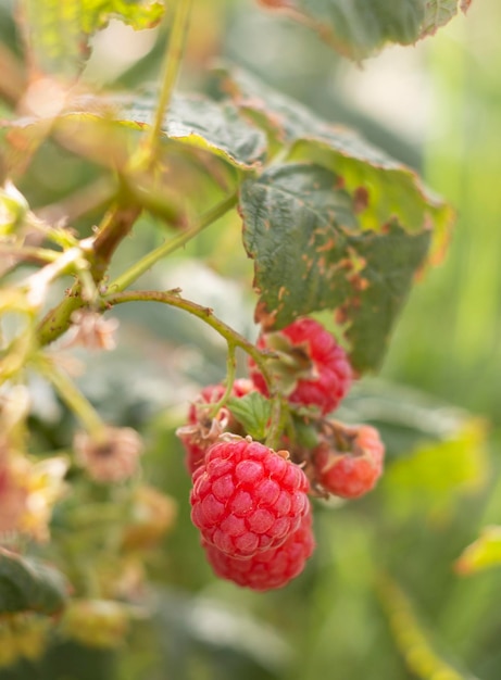 Rote Himbeerbeeren Rubus idaeus hängen im Herbst in Griechenland an einem Busch