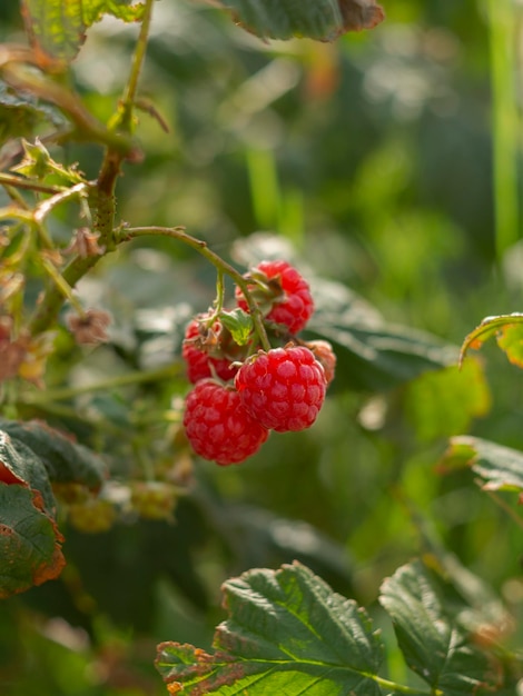 Rote Himbeerbeeren Rubus idaeus hängen im Herbst in Griechenland an einem Busch