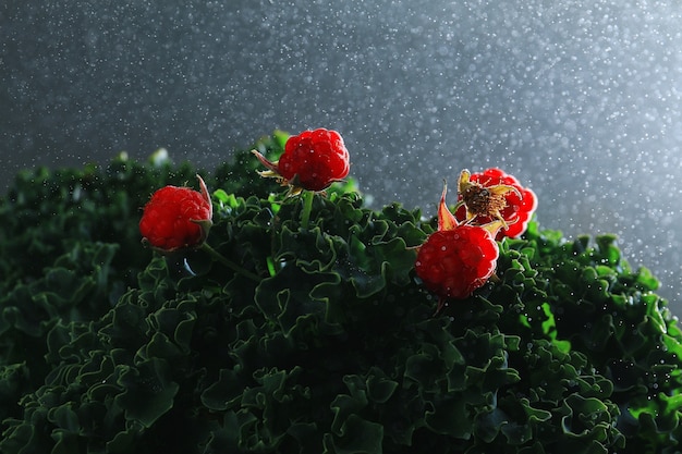 Rote Himbeeren auf den Kohlblättern im Regen