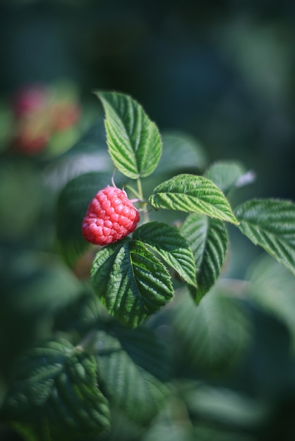 Foto rote himbeeren im garten aus der nähe