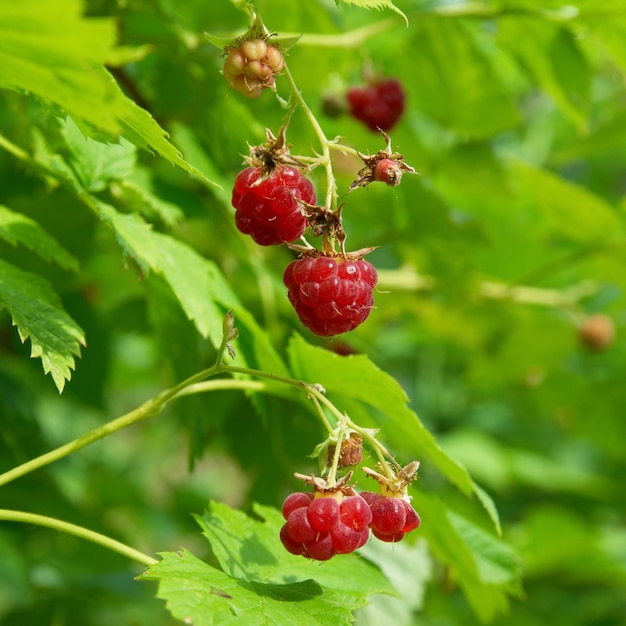 Rote Himbeeren mit weichen grünen Blättern