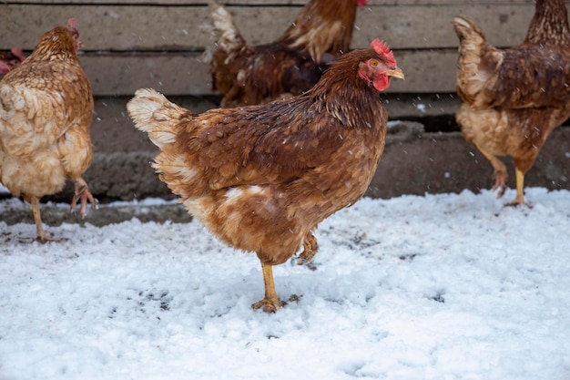 Rote Hühner auf dem schneebedeckten Boden