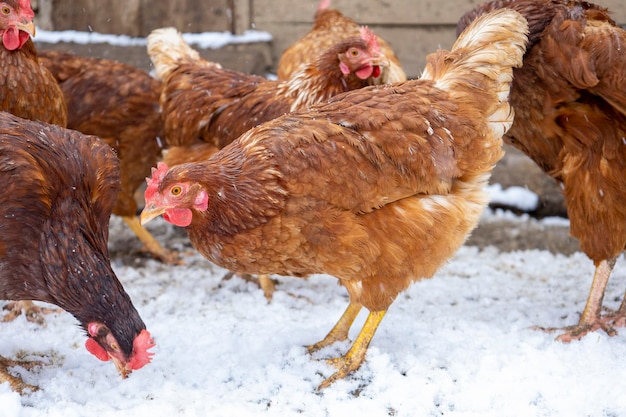 Rote Hühner auf dem schneebedeckten Boden