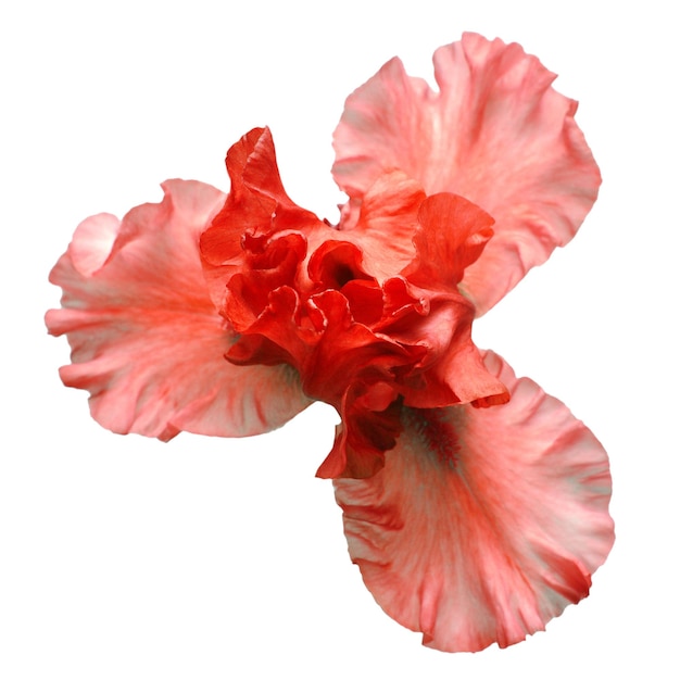 Rote Iris-Blume isoliert auf weißem Hintergrund Ostern Sommer Frühling flach Draufsicht Liebe Valentinstag Blumenmuster Objekt Natur-Konzept