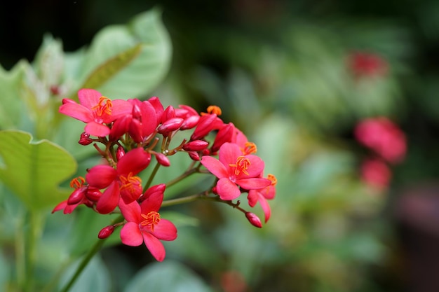 Rote Jatropha Integrrima Jacq Blume im Garten