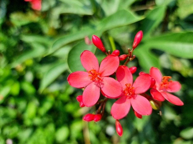 Rote Jatropha Integrrima Jacq Blume im Garten