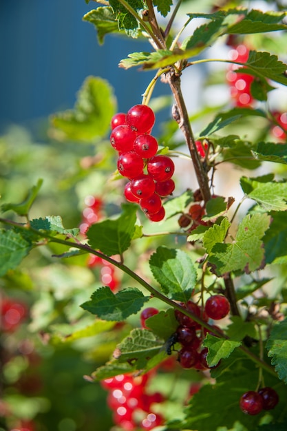 Foto rote johannisbeere im garten