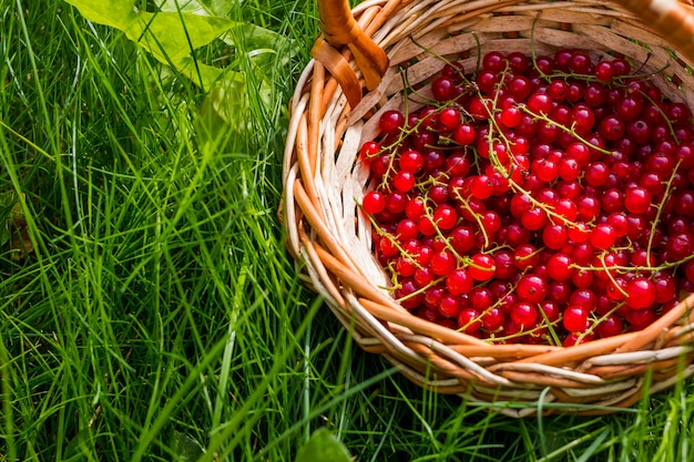 Rote Johannisbeere in einem hölzernen Weidenkorb