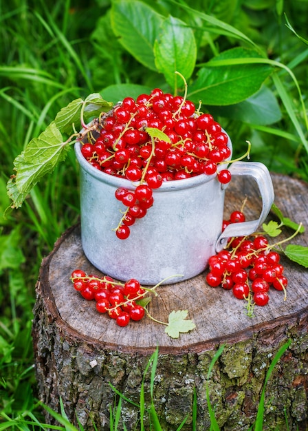 Rote Johannisbeere in einem Metallbecher auf der Straße