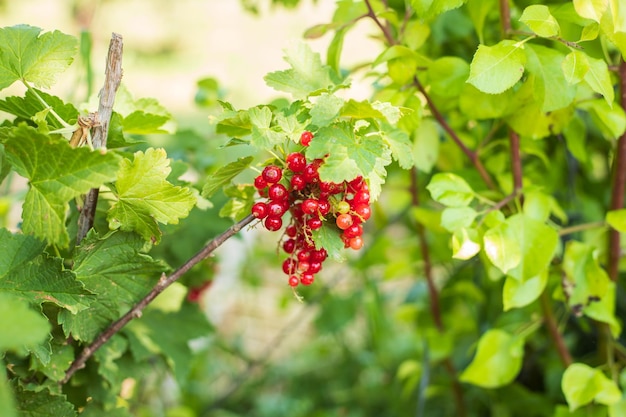 Rote Johannisbeere mit grünen Blättern, die im Garten wachsen