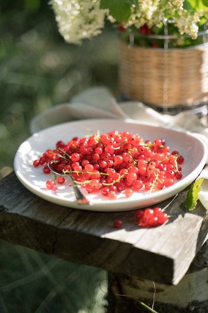 Rote Johannisbeeren auf einem weißen Teller auf einem Holzbrett im Garten in der Sonne.