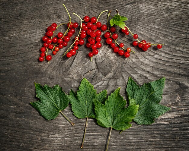 Rote Johannisbeeren Beeren