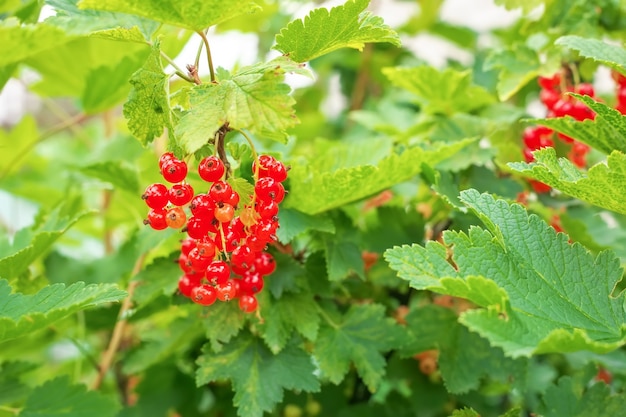 Rote Johannisbeeren wachsen im Garten, Sommerernte