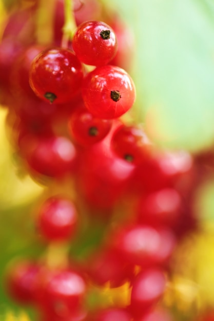 rote Johannisbeeren