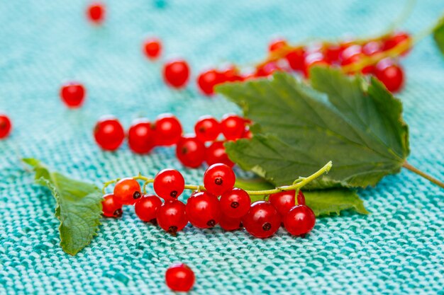 Foto rote johannisbeeren