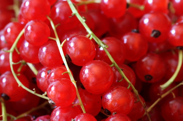 Rote Johannisbeeren