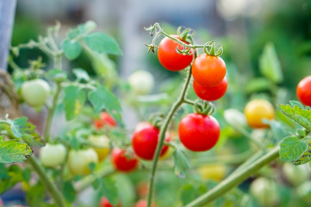 Rote Johannisbeertomate im Gemüsegarten.