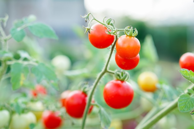 Foto rote johannisbeertomate im gemüsegarten.