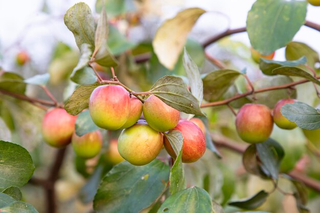Rote Jujube-Früchte oder Apfel-Kul-Boroi auf einem Zweig im Garten, selektiver Fokus mit geringer Schärfentiefe