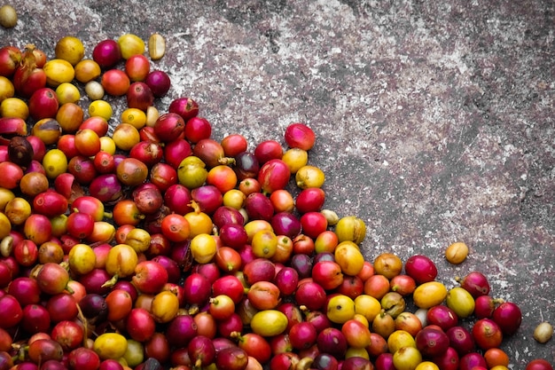 Foto rote kaffee-kirsche und gelbe kaffee-kirsche in der kaffeeplantage.