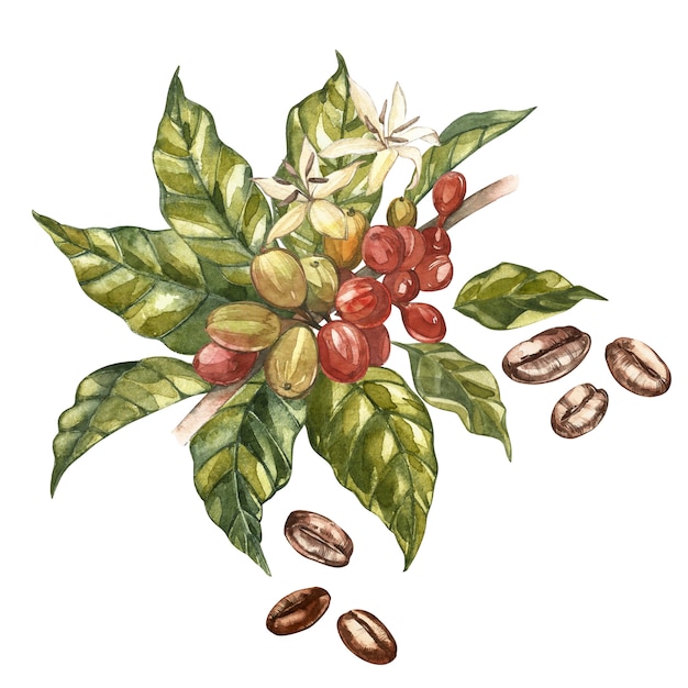 Rote Kaffeearabicabohnen auf Niederlassung mit den Blumen lokalisiert, Aquarellillustration.