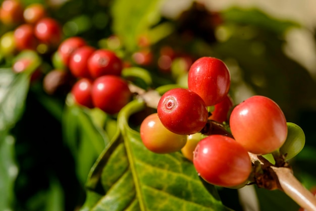 Rote Kaffeebeeren auf Pflanze in Nahaufnahme mit blauem Himmelshintergrund