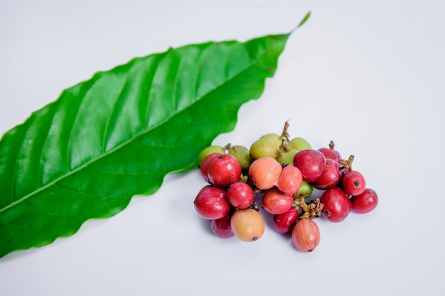 Foto rote kaffeebohnen werden auf die kaffeeblätter gelegt