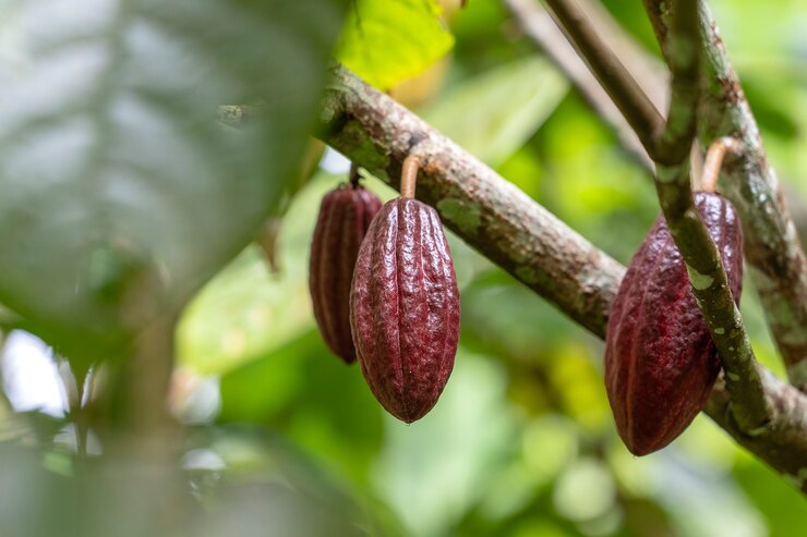 Rote Kakaobohne auf dem Baum in Indonesien, Nahaufnahme