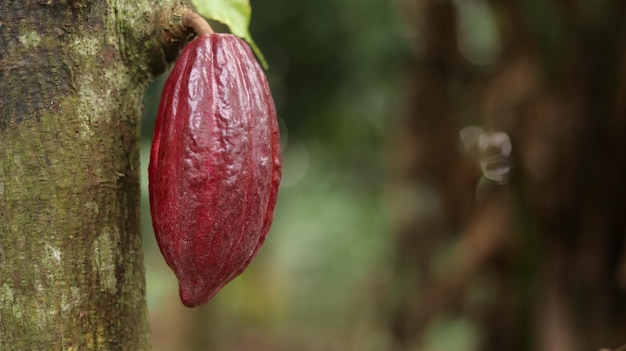 Rote Kakaofrucht auf Baum im Feld Kakao oder Theobroma cacao L ist ein kultivierter Baum in Plantagen