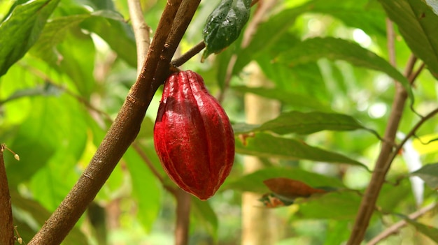 Rote Kakaofrucht auf Baum im Feld. Kakao (Theobroma cacao L.) ist ein in Plantagen kultivierter Baum.