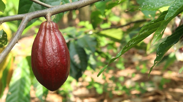 Rote Kakaofrucht auf Baum im Feld Kakao Theobroma Cacao L ist ein kultivierter Baum in Plantagen