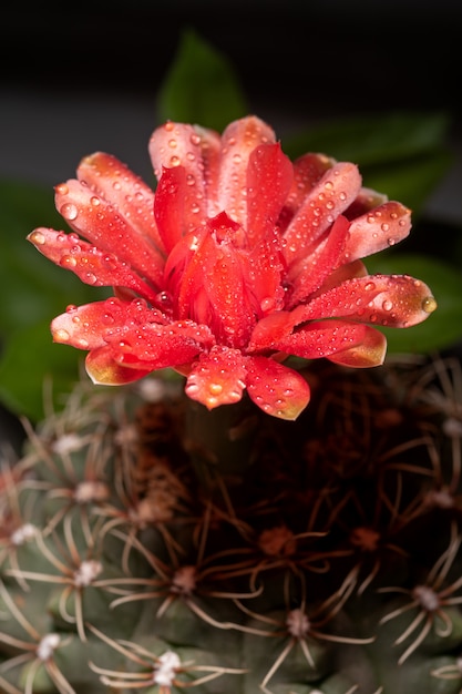 Rote Kaktusblume mit Wassertropfen