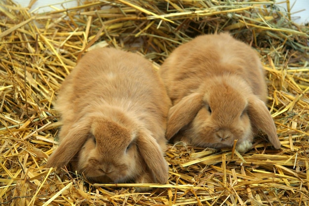 Rote Kaninchenmutter mit Kindern auf Strohhintergrund, Jahr des Kaninchens