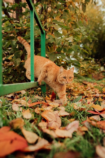 Rote Katze auf dem Hintergrund einer Herbstlandschaft