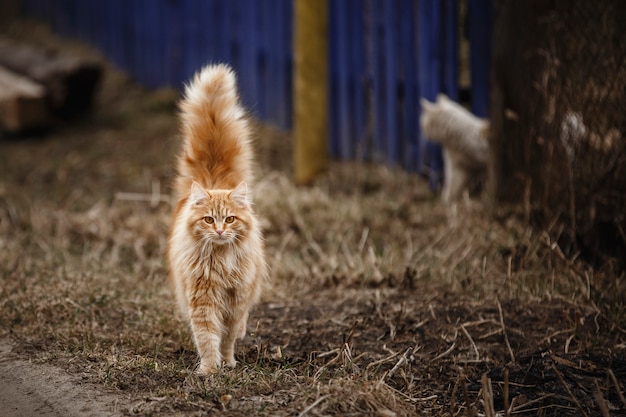 Rote Katze auf der Straße