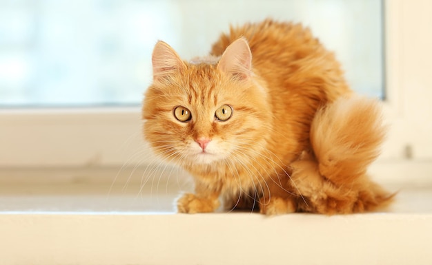 Rote Katze auf Fensterbankhintergrund