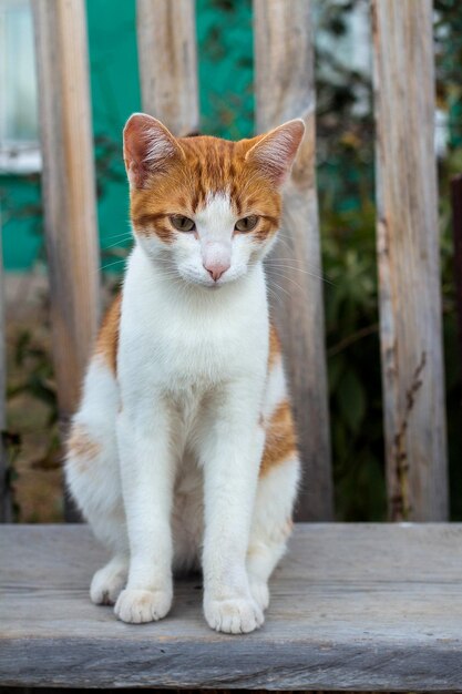 Rote Katze, die auf der Bank sitzt