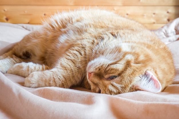 Rote Katze, die auf einer Decke liegt. Nahansicht