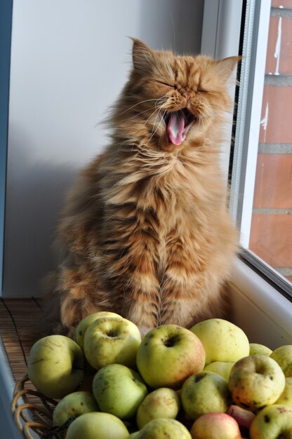 Rote Katze, die auf Fensterbank nahe Äpfeln sitzt und aus dem Fenster schaut