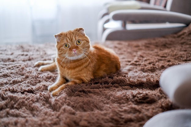 Rote Katze, die zu Hause auf braunem Sofa liegt. Hübsches Gesichtstier mit großen gelben Augen. Tragen von Haustieren.