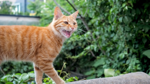 Rote Katze geht linksrechts und miau