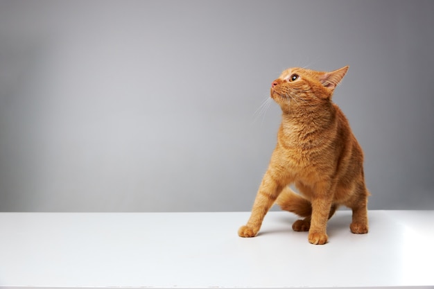 Rote Katze hat Angst und sitzt seitlich auf einem sauberen Hintergrund