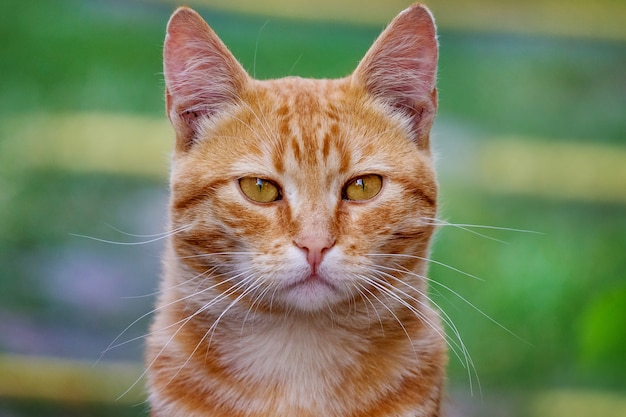 Rote Katze im Hintergrund des grünen Grases